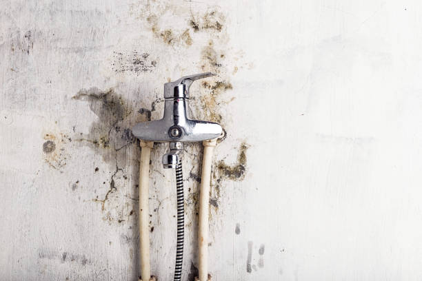Best Mold Damage Repair  in Crittenden, KY