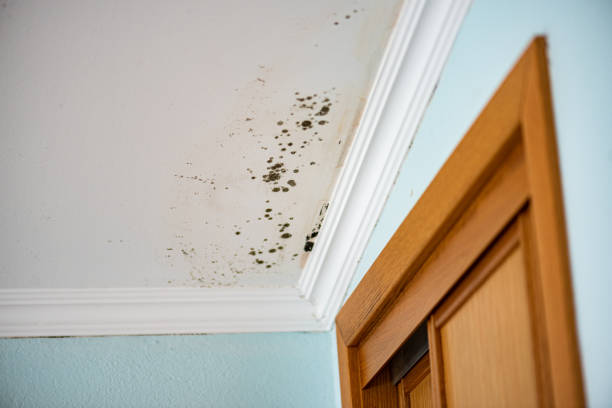 Best Mold Cleaning Services  in Crittenden, KY