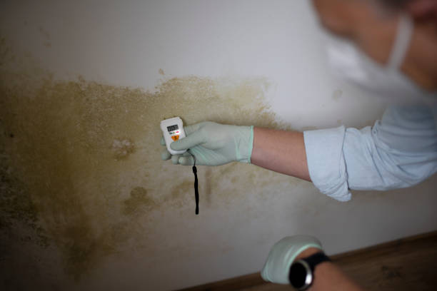 Best Mold Remediation  in Crittenden, KY