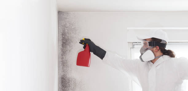 Best Affordable Mold Removal  in Crittenden, KY