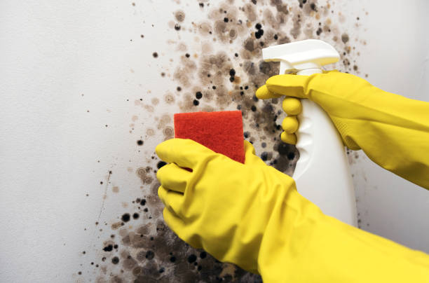 Best Mold Remediation  in Crittenden, KY
